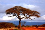 Kenya Tree